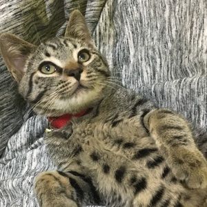 Meet your Posher, Grace